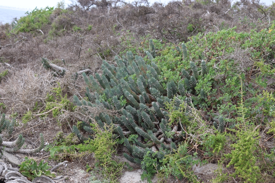 0 Bedroom Property for Sale in Britannica Heights Western Cape